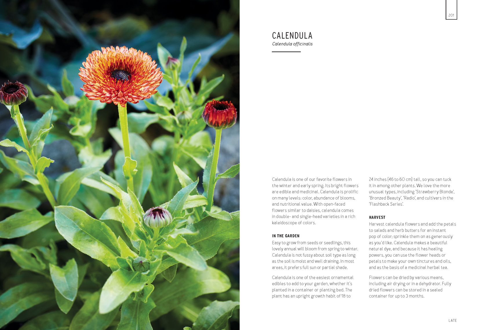 calendula1