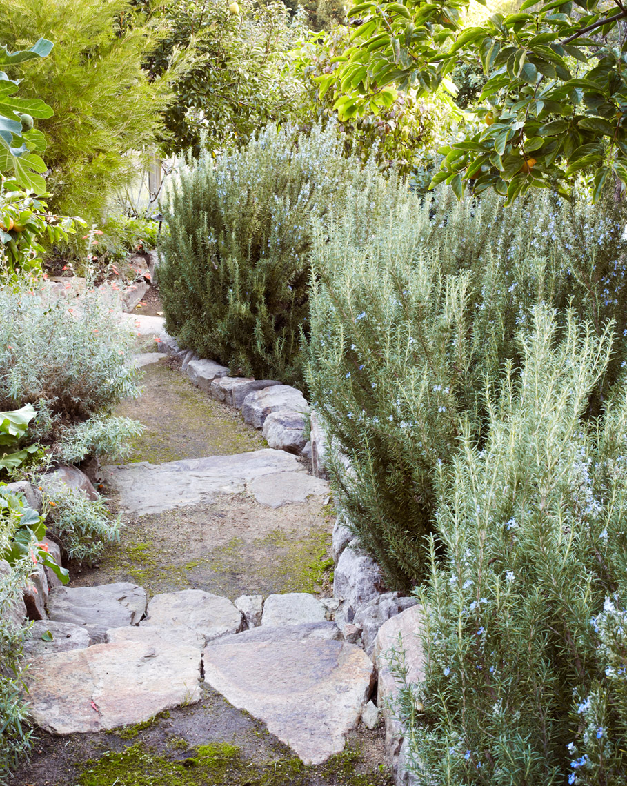 path_rosemary_6087